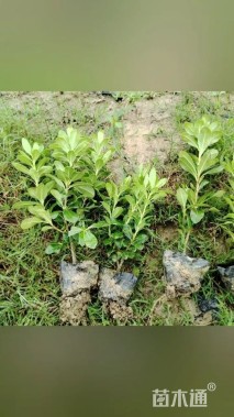 高度30厘米海桐