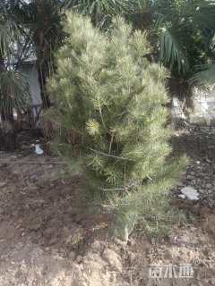 高度1500厘米白皮松