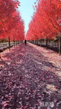 15公分北美红枫