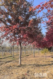 13公分美国红枫