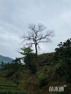 30公分乌桕