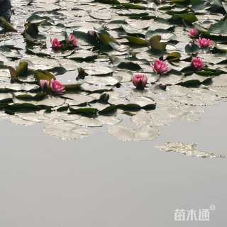 高度10厘米睡莲