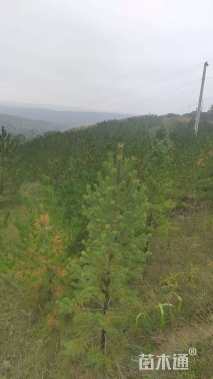 高度400厘米樟子松