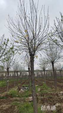 18公分金叶白蜡