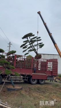 高度350厘米黑松