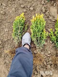 冠幅20厘米瓜子黄杨球