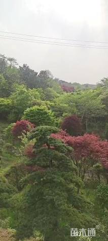 1公分五针松