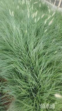 高度40厘米小兔子狼尾草