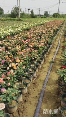 2公分小青杆月季