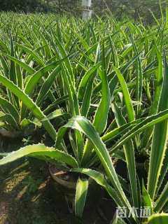 高度30厘米金边龙舌兰