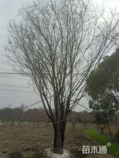 100公分(6杆)丛生榔榆