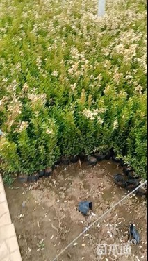 高度40厘米小叶黄杨