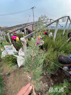 高度70厘米侧柏