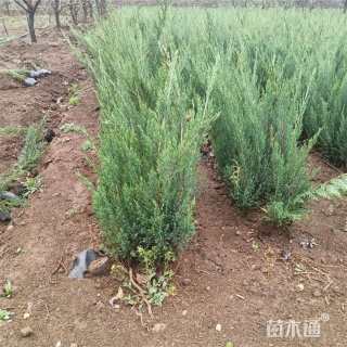 高度80厘米沙地柏