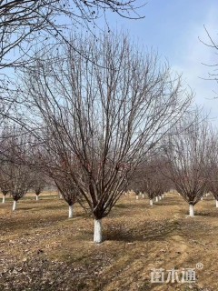 19公分绚丽海棠