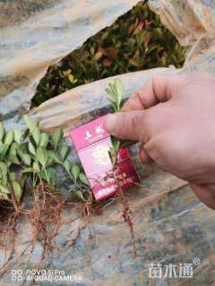 高度15厘米瓜子黄杨小苗