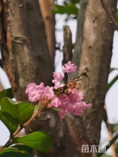 高度400厘米速生紫薇