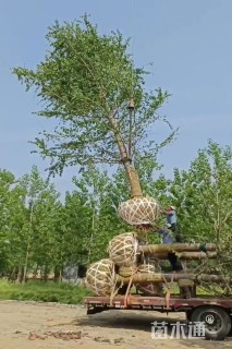30公分银杏
