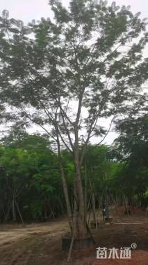 20公分凤凰木
