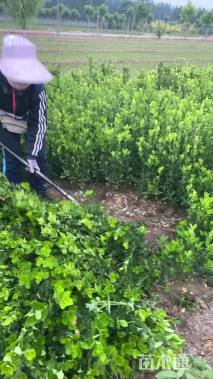 高度60厘米大叶黄杨