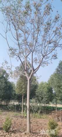 15公分黄山栾树