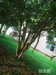 高度800厘米丛生桂花