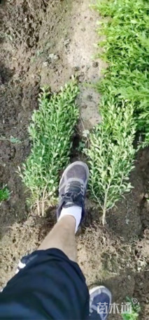 高度50厘米瓜子黄杨