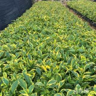 高度20厘米连翘