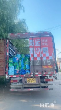 高度40厘米西伯利亚鸢尾