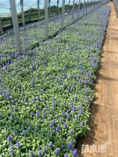 高度14厘米鼠尾草