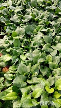 高度30厘米玉簪