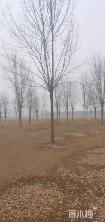 16公分速生白蜡