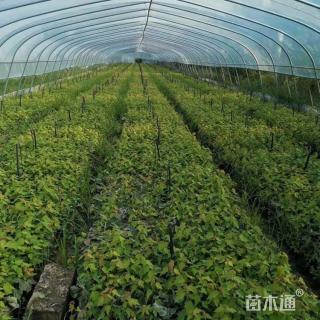 高度100厘米美国红枫小苗