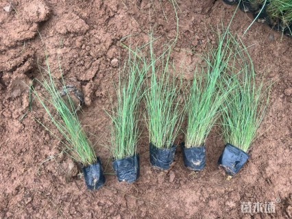 高度30厘米粉黛乱子草