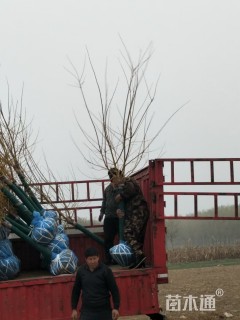 8公分矮杆金枝槐