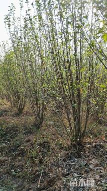 高度200厘米木槿