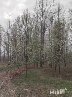 15公分彩叶豆梨
