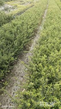 高度30厘米龟甲冬青