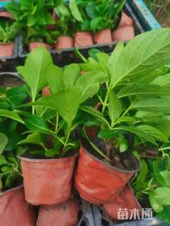 高度25厘米波斯菊