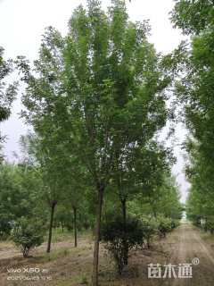 15公分白蜡