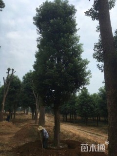 30公分香樟