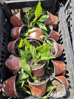 高度10厘米花叶玉簪