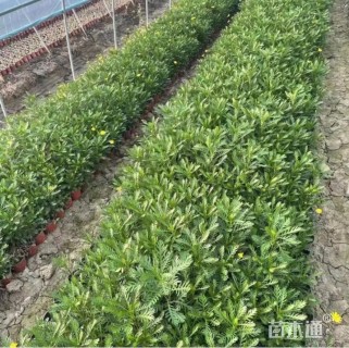 高度20厘米玛格丽特花