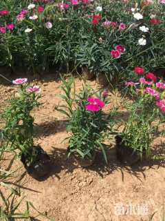 高度15厘米五彩石竹