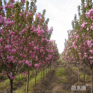 12公分日本早樱