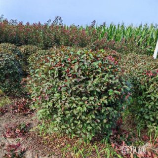 冠幅220厘米榆叶梅球