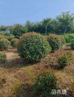 冠幅120厘米红叶石楠球