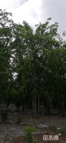35公分丛生朴树
