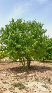 高度500厘米丛生元宝枫