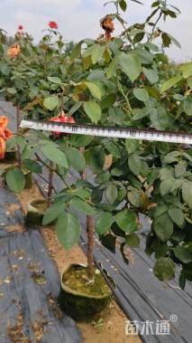 高度180厘米月季